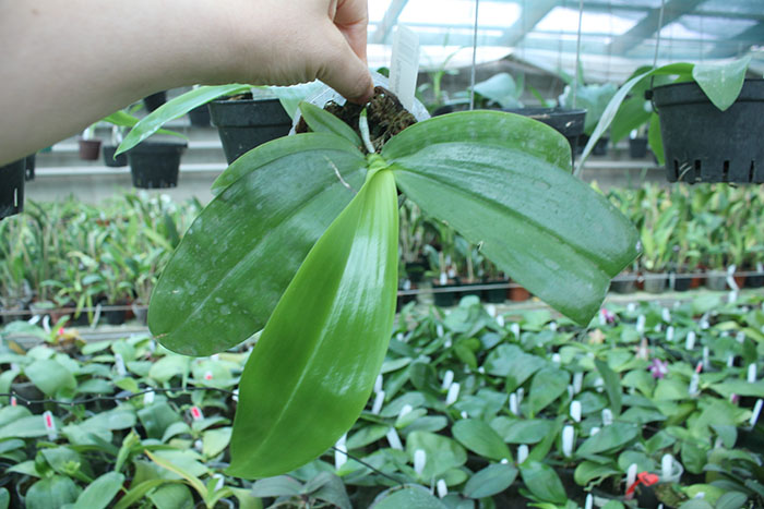 Phalaenopsis zebrina 'Palawan'.jpg