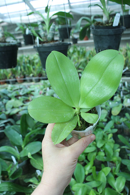 Phalaenopsis (speciosa 'coffee&blue' x YangYang Blueberry).jpg