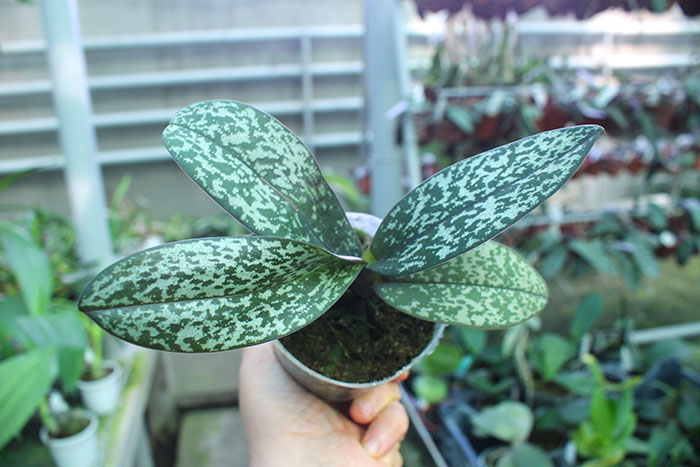 Doritis pulcherrima var marmorata.jpg