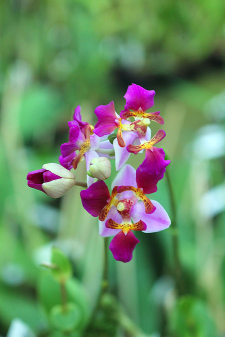 Phalaenopsis equestris var leacopsis 'Anne'.jpg