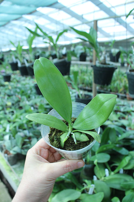 Phalaenopsis sumatrana x self.jpg