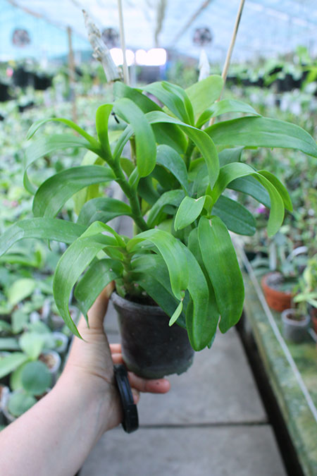 Dendrobium parishii 'Six Eyes' x self.jpg