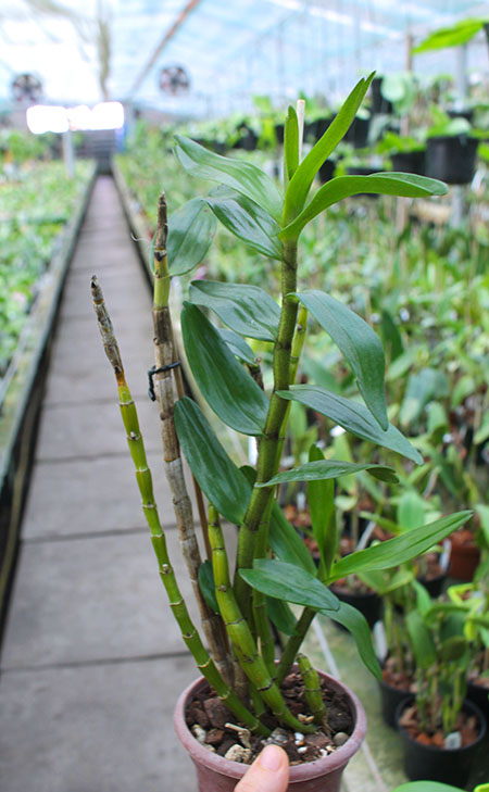 Dendrobium Dawn Marie.jpg