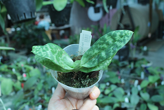 Paphiopedilum Red Shift x Maudiae.jpg