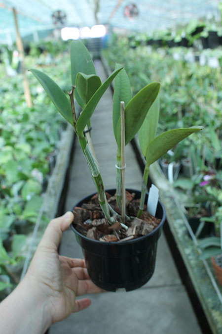 Cattleya Green Emerald 'Orchid Queen'.jpg