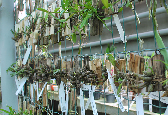 Dendrobium bellatulum.jpg