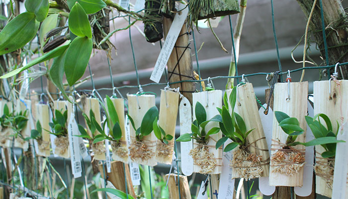 Dendrobium spectabile var alba x self.jpg