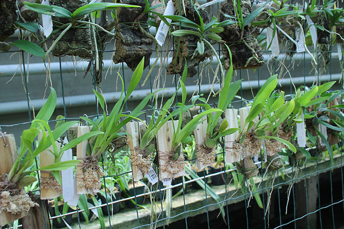 Oncidium Twinkle 'CT-Red Fantasy'.jpg