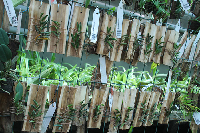 Dendrobium lichenastrum var printecei.jpg