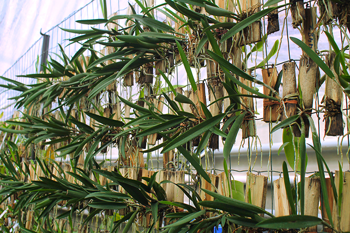 Brassocattleya Jairak Kiku.jpg