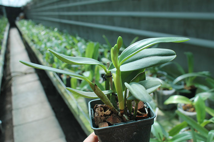 Sophrocattleya Crystelle Smith 'N R'.jpg