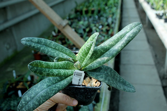 Paphiopedilum concolor.jpg