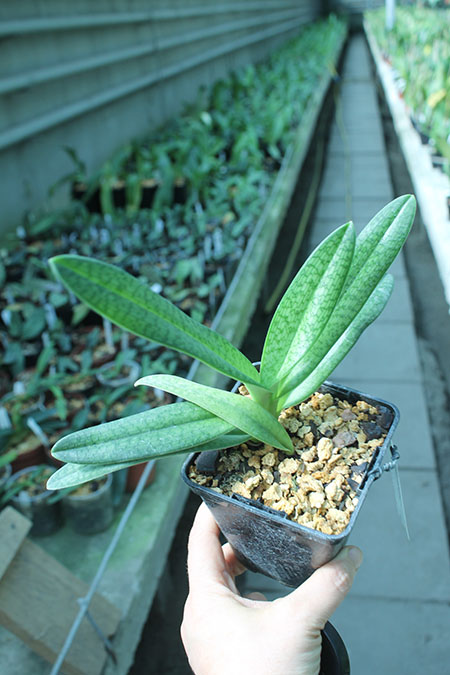 Paphiopedilum Gloria Naugle (rothschildianum x micranthum).jpg