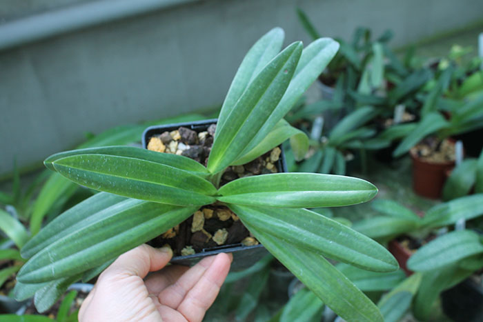 Paphiopedilum Daisy Barclay (rothschildianum x leucochilum).jpg