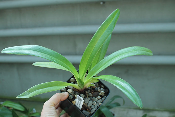 Paphiopedilum henryanum x glanduliferum.jpg