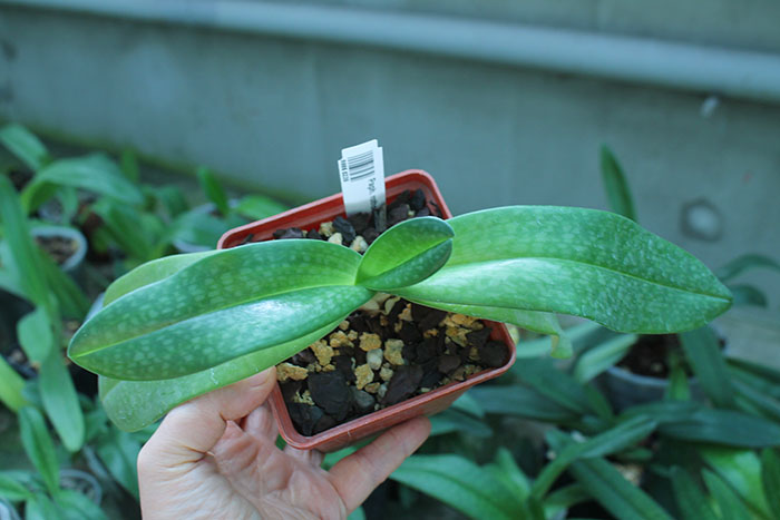 Paphiopedilum rothschildianum x niveum.jpg