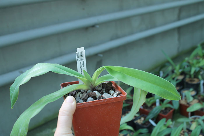 Paphiopedilum moquettianum x henryanum.jpg