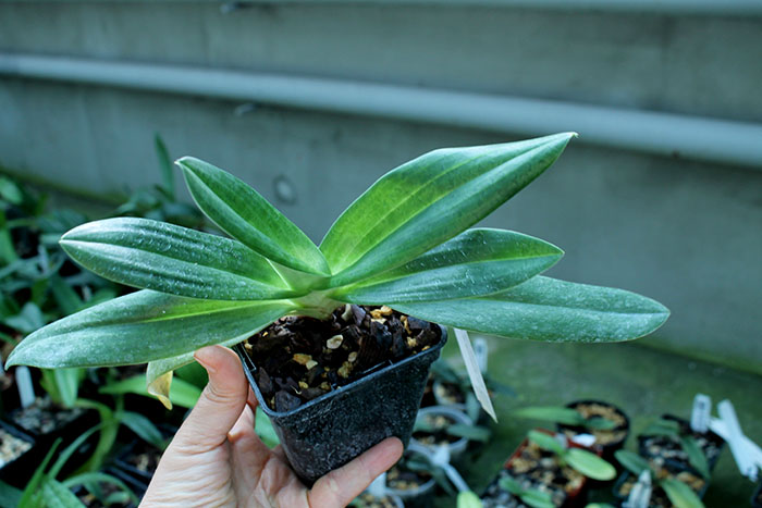 Paphiopedilum Alma Geveart 'Hager's' x Paphiopedilum philippinense var alba 'Kou'.jpg