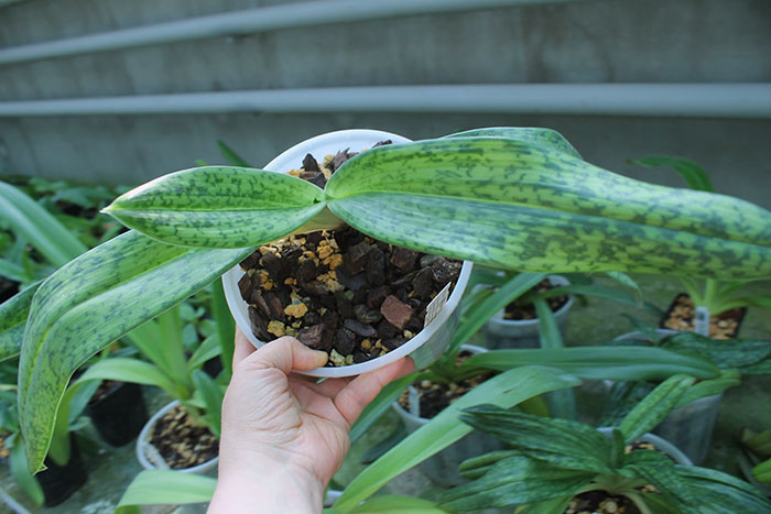 Paphiopedilum dayanum х kolopakingii.jpg