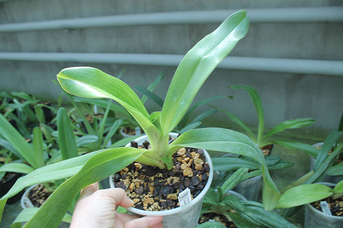Paphiopedilum Michael Koopowitz x sanderianum.jpg