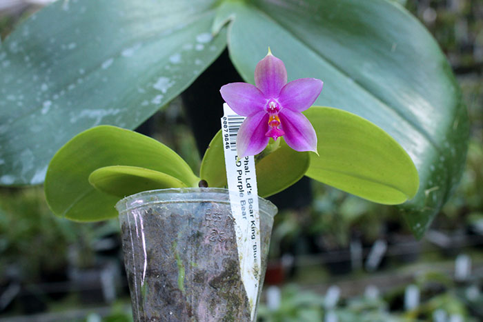 Phalaenopsis Ld's Bear King 'Blue Lip' x LD Purple Bear.jpg