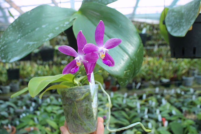 Phalaenopsis LD's Bear King 'YK-10' x spesiosa 'Blue'.jpg