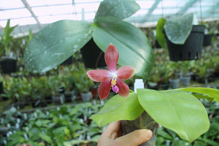 Phalaenopsis LD's Bear King 'YK-10' x spesiosa 'Blue'.jpg