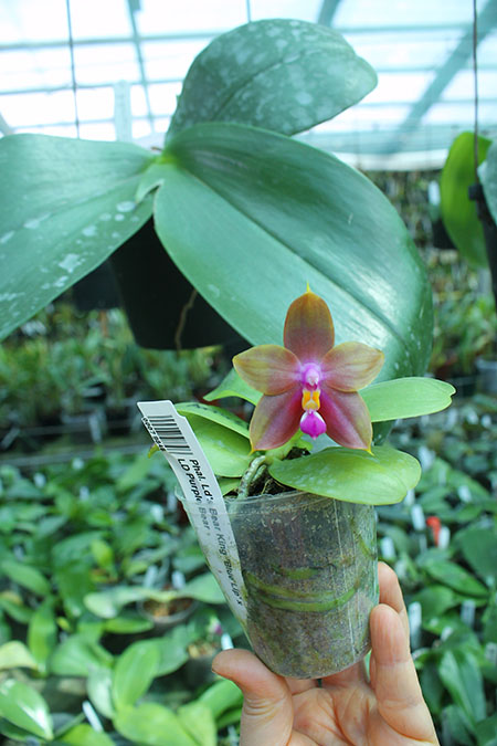 Phalaenopsis Ld's Bear King 'Blue Lip' x LD Purple Bear.jpg