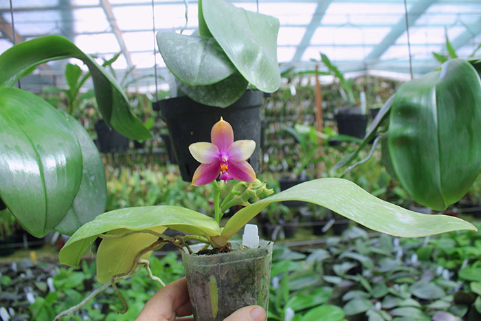 Phalaenopsis Ld's Bear King x Samera.jpg