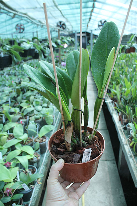 Brassolaeliocattleya Pink Empress 'Ju-Sen'.jpg