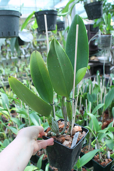 Brassolaeliocattleya Kuwale Gem 'Shin Shin'.jpg