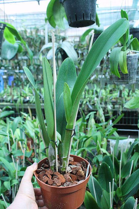 Rhyncholaeliocattleya Cornerstone.jpg