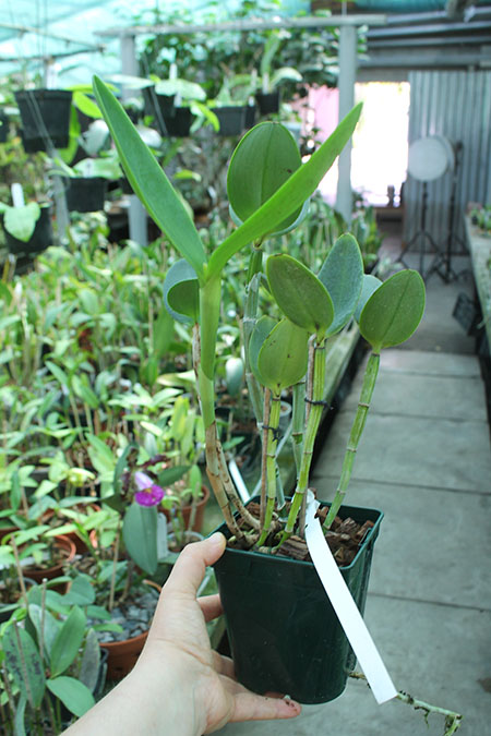 Cattleya harrisoniana coerulescens-perola x SELF.jpg