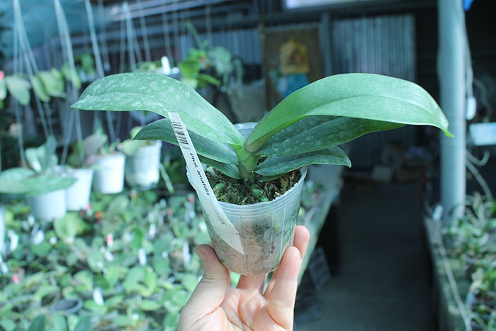 Phalaenopsis amabilis 'Surabaya'.jpg