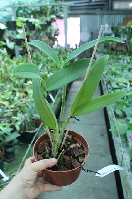 Cattleya (Penny Kuroda x Corcovado).jpg