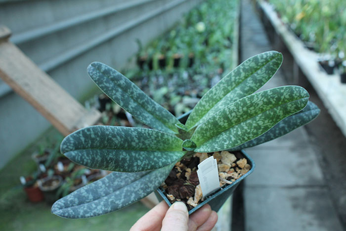 Paphiopedilum concolor.jpg