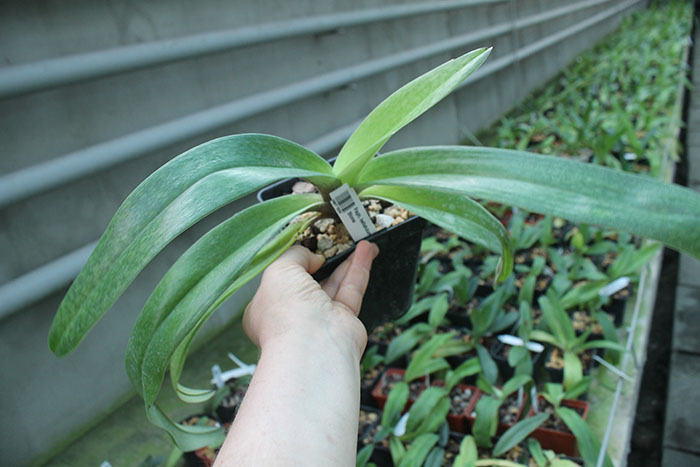 Paphiopedilum bellatulum x Sorcerer's Stone.jpg