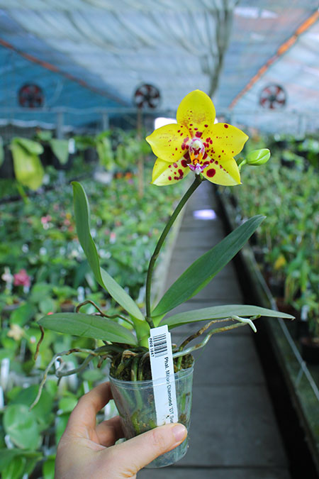 Phalaenopsis Mituo Diamond 'DT Sun'.jpg