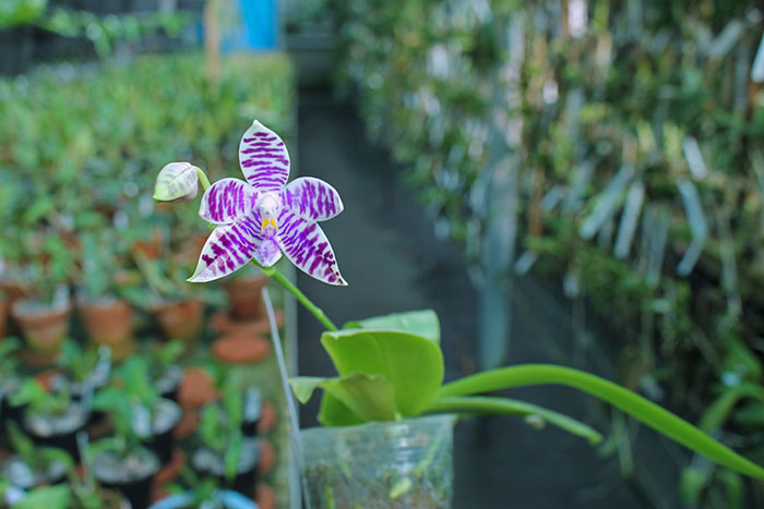 Phalaenopsis (speciosa coerulea 'Su's Coffee Candy' x lueddemanniana coerulea).jpg