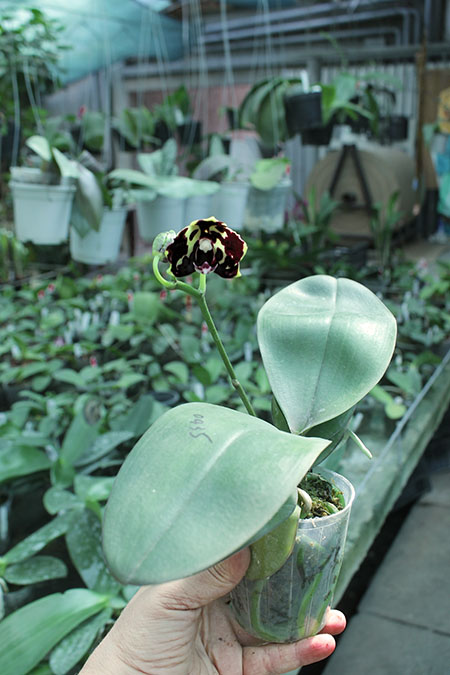 Phalaenopsis Diamond Beauty '1202' x Ld's Bear King 'YK7'.jpg