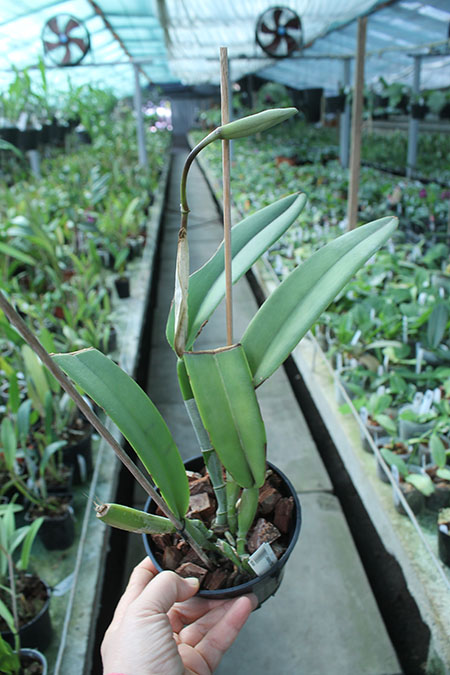 Cattleya maxima (1507).jpg