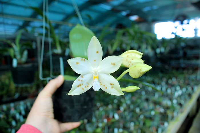 Phalaenopsis (speciosa 'All Purple' x Tzu Chiang Tetralitz).jpg
