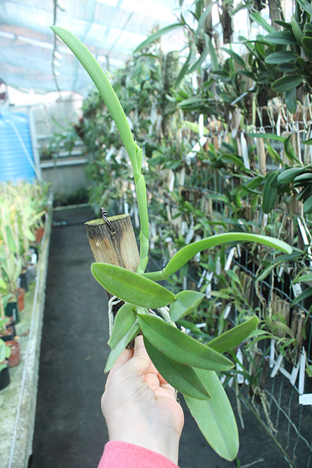 Cattlianthe Tiny Treasure 'Star Amethyst'.jpg