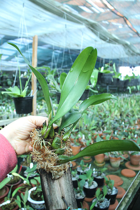 Bulbophyllum longissimum.jpg
