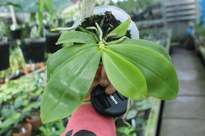 Phalaenopsis speciosa 'Miki Purple'.jpg