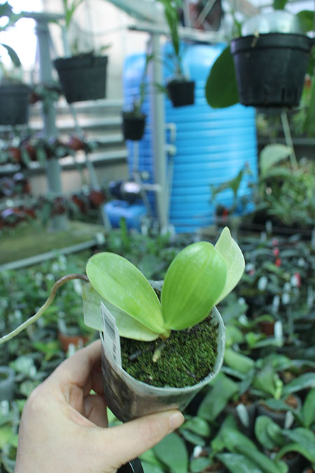 Phalaenopsis pulchra.jpg