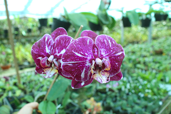 Phalaenopsis Lianher Focus.jpg