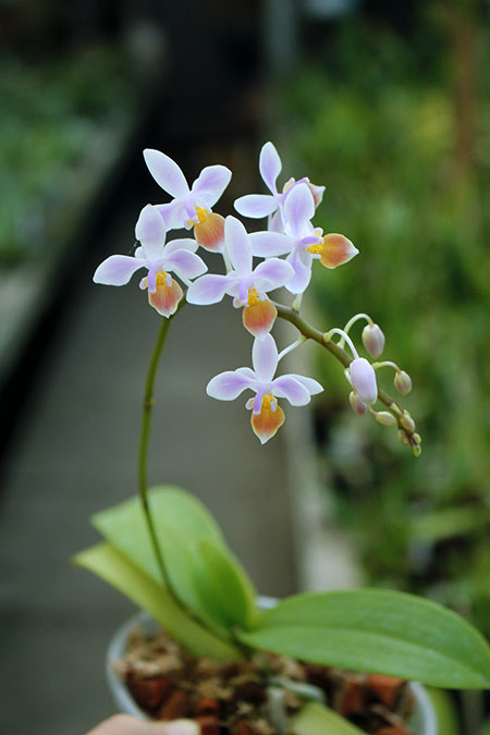 Phalaenopsis equestris (orange lip).jpg