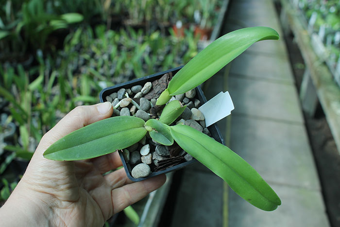 Cattleya dowiana 'Rosita'.jpg