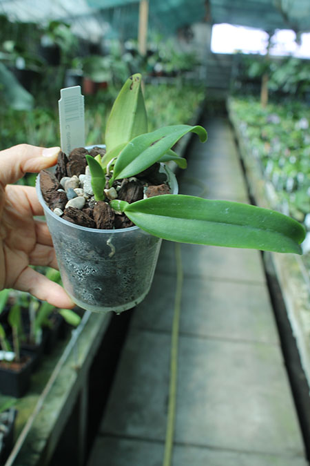 Cattleya dowiana.jpg